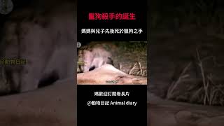 獵狗殺手的誕生，母親與兒子先後死於鬣狗之口；傳奇獅王銀泰杜梅拉（Yintai Dumela male lion）他 lion king killing hyena [upl. by Basil]