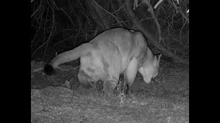 Male mountain lion cougar puma scraping Nebraska Sept 2024 833pm [upl. by Anitnoc]