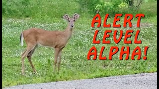 FAMILY OF DEER ARE PRETTY COMFORTABLE WITH US HANGING AROUND  deer animal wildlife [upl. by Ociram822]