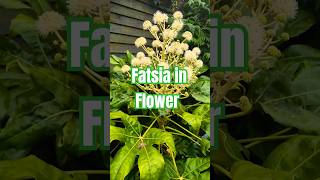 Fatsia Japonica In Flower  Tropical Budget Plant for Garden plants garden shorts [upl. by Iznil]