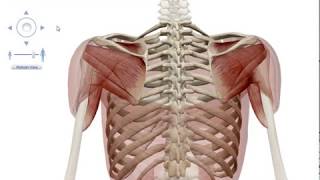 MUSCLE ATTACHMENTS OF SCAPULA 3D OSTEOLOGY OF SCAPULA 3D SCAPULAR REGION [upl. by Rayle95]