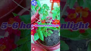 how to lantana plant caremansoon season me apne garden me jarur add kre lantana plant [upl. by Stiles]