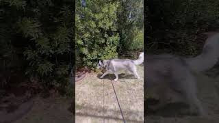 Muttley on his daily stroll dog shortvideo huskey [upl. by Rosenberger]