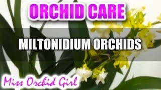 Orchid Care  Miltonidium Oncidium Intergeneric [upl. by Michal403]