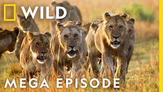 Worlds Deadliest MEGA EPISODE  Season 1 Full Episodes  Nat Geo Wild [upl. by Einoj659]