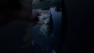 Pond Fishing Rocks fishing fishrelease bassfishing [upl. by Scherle]