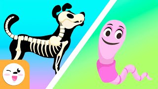 Vertebrate and invertebrate animals  Educational videos for kids [upl. by Hallett]