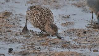 Greenwinged Teal  Urtönd Anas crecca the smallest ducks in Iceland [upl. by Latricia]