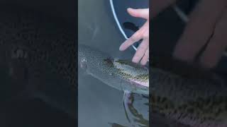 Rainbow Trout Fly Fishing fishing trout pakistan nature canyon [upl. by Sidnal]