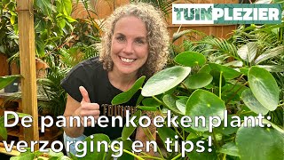 Alles wat je moet weten over de pannenkoekenplant Pilea 🌱  Verzorging en tips 💧  Tuinplezier [upl. by Rupert306]