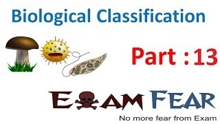 Biology Biological Classification part 13 Protozoa  Amoeboid flagellated CBSE class 11 XI [upl. by Nedry]