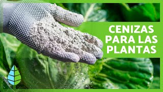 CENIZAS como ABONO para las PLANTAS 🌿 Fertilizante Casero ✅ [upl. by Richard]