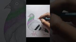 Easy Drawing tutorial art pigeonbirddrawing drawingforkidseasy youtubeshorts shorts [upl. by Akeim944]