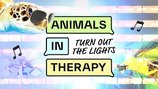 Turn out the Lights  Animals in Therapy  On the Edge [upl. by Chadbourne]