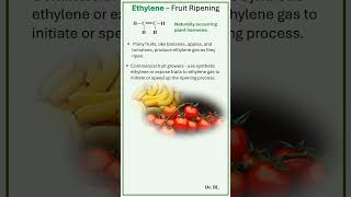 Ethylene  Fruit Ripening [upl. by Goldsmith]