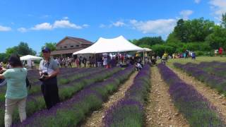 PEC lavender Festival Walk Through [upl. by Inimak333]