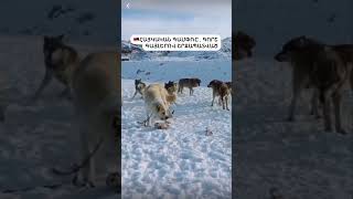 Armenian Gampr Dog Fights Off A Pack Of Wolves armenia orient [upl. by Berri432]