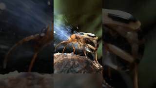 Ants vs Bombardier Beetle😱 A Battle of Survival with Boiling Toxic Defensegrindcorewildlife [upl. by Garrek698]