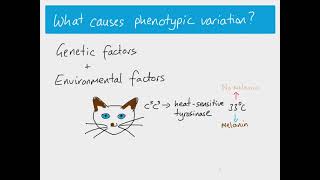 A2 Biology  Phenotypic Variation [upl. by Ecyla69]