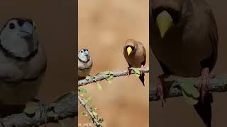 Sonidos de Pájaros  Pájaros Cantando sin Música  PARTE 2 aves birdsounds birds shorts fyp [upl. by Yztim]