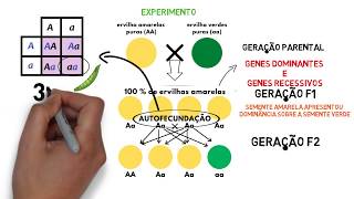 RESUMO EXPERIMENTO 1 lei de Mendel [upl. by Clawson]