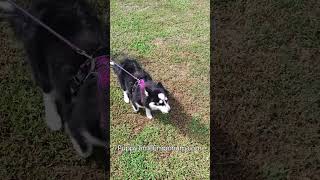 Day 2 of Bobbies leash training puppytimeemporium7080 puppy pomsky puppylovers [upl. by Debo151]