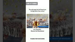 Muscle Cell Membranescience education viral shorts amazing [upl. by Eycats]