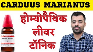 कार्डस मेरियानस । CARDUUS MARIANUS होमियोपैथी दवा के मुख्य लक्षण । लीवर टॉनिक [upl. by Wolliw]