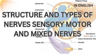 Structure and types of nerves  sensory nerve  motor nerve  mixed Nerve [upl. by Fong]