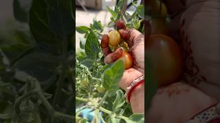 Cherry tomatoes 🍒gardening agriculture terracegarden organicgardening [upl. by Enalb]