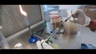 Citrate Utilization Test Method Microbiology  biochemical citrate [upl. by Emelyne]