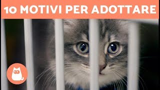 10 motivi per ADOTTARE un gatto 🐱 CONSIGLI per adottare un gatto adulto o cucciolo [upl. by Ephraim]