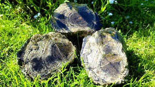 Making Old PETRIFIED WOOD Shine  Late Carboniferous Pennsylvanian Cordaites [upl. by Ilwain]