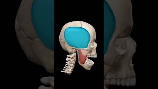 Mendible elevationMovement of lower jawanatomy viralvideo trending shortvideo sciepro [upl. by Areehs]