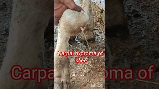 Tretment of carpal hygroma of knee in heafer घुटनों में सूजन का इलाजvillagevlogVickyPansari [upl. by Gwenore]