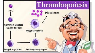 Thrombopoiesis  Platelets Formation  Stages  TPO  Megakaryopoiesis  Megakaryocytes  Hindi [upl. by Ellehctim]