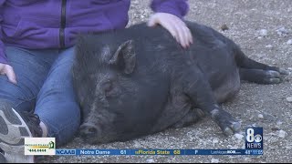 Unusually high number of potbelly pigs sheltered at Animal Foundation no adoption fee [upl. by Anelra]