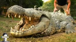 5 Maiores e Mortais Crocodilos do Mundo [upl. by Eedyak]