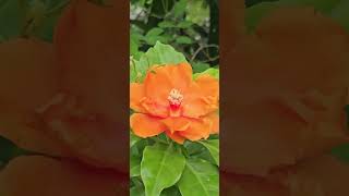 beautiful pereskia sacharosa flower medicinal 7needle plant edible video shorts [upl. by Finbar]