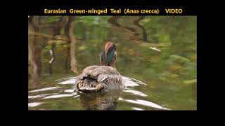 Eurasian Greenwinged Teal Anas crecca TRVP 30112021 [upl. by Decrem]