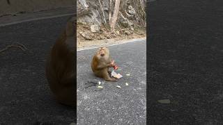 Monkey funny comedy video [upl. by Ahtaga]