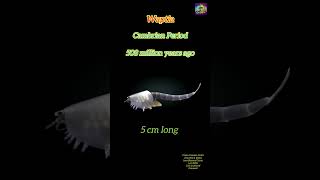 Waptia A Cambrian Arthropod [upl. by Deck975]