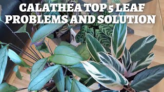 Calathea Plant problems and easy fixes  TOP 5 [upl. by Colon]