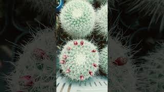 Mammillaria Hahniana with seedpods [upl. by Anaj905]