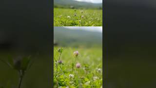 “We never use an herbicide here”  Joel Salatin on dealing with weeds in rotational cattle grazing [upl. by Croydon]