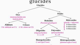 structure et propriétés des glucides biochimie [upl. by Eirrod]