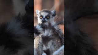 Ringtailed lemurs shorts wildlife animals trendingshorts [upl. by Leur]