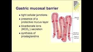 Gastric mucosal barrier mechanism Physiology  protection from Hydrochloric acid [upl. by Pearline]