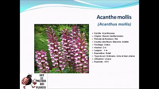 Fiche technique Acanthe mollis Acanthus mollis plante vivace [upl. by Lobell783]