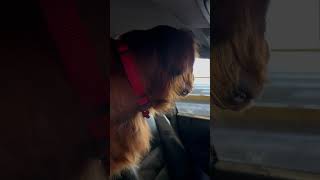 Looking for his dad😊 goldenretriever dog doglife doglover dogvideo shortvideo shorts [upl. by Isnyl]